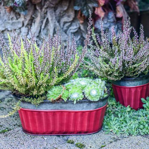 Floristik24 Vaso oval vermelho, zinco prateado 26 × 13cm Alt.11cm