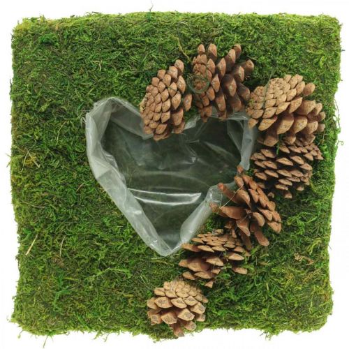 Planta almofada coração musgo e cones quadrados 25 × 25 cm