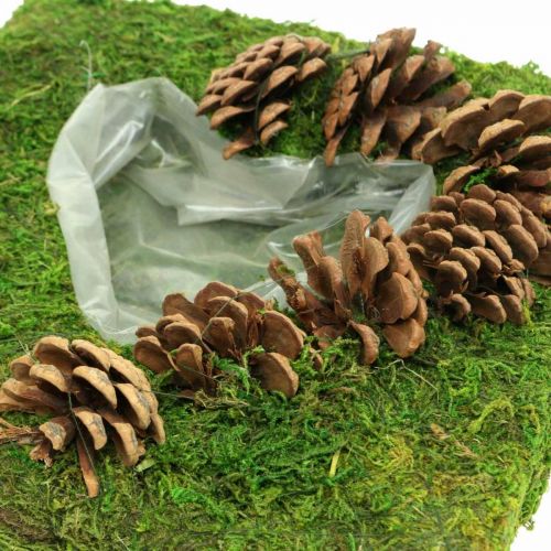 Planta almofada coração musgo e cones quadrados 25 × 25 cm