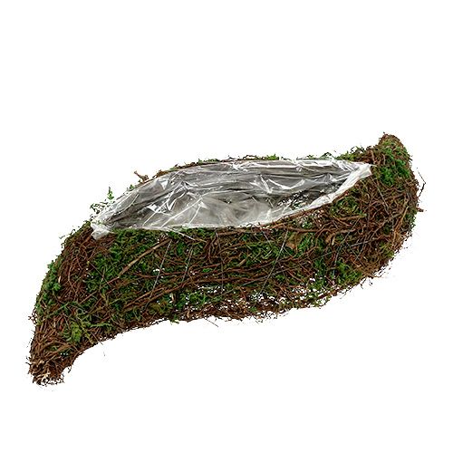 Floristik24 Planta videira ondulada, musgo 45cm x 18cm H7cm