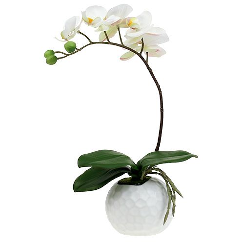 Floristik24 Creme Phalaenopsis em pote de cerâmica 33cm