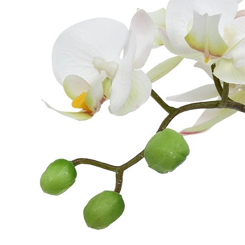 Itens Creme Phalaenopsis em pote de cerâmica 33cm