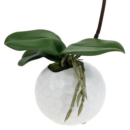 Itens Creme Phalaenopsis em pote de cerâmica 33cm