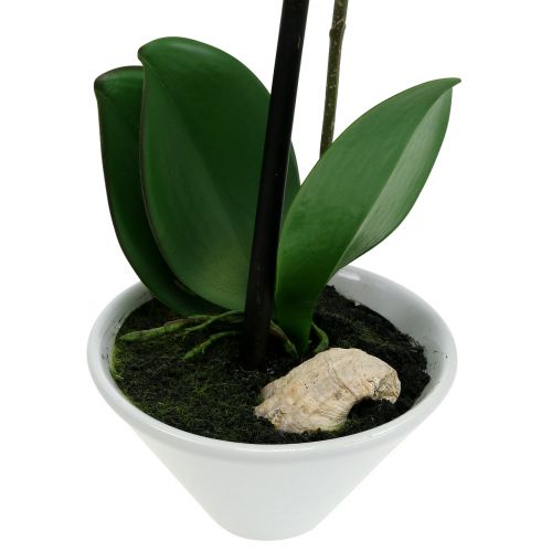 Floristik24 Phalaenopsis artificial roxo-branco em tigela Alt.38cm