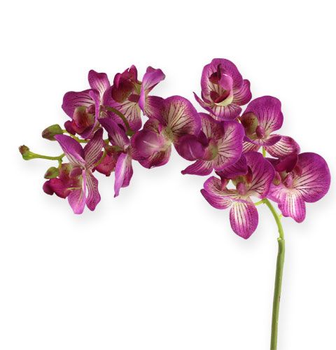 Floristik24 Orquídea Phalaenopsis Roxo-Creme 62cm