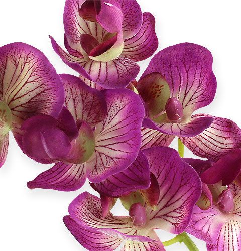 Itens Orquídea Phalaenopsis Roxo-Creme 62cm
