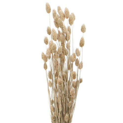 Floristik24 Phalaris canário flores secas brancas L64cm 75gx2pcs