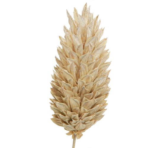 Floristik24 Phalaris canário flores secas brancas L64cm 75gx2pcs