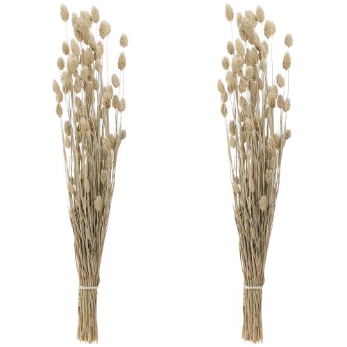 Floristik24 Phalaris canário flores secas brancas L64cm 75gx2pcs