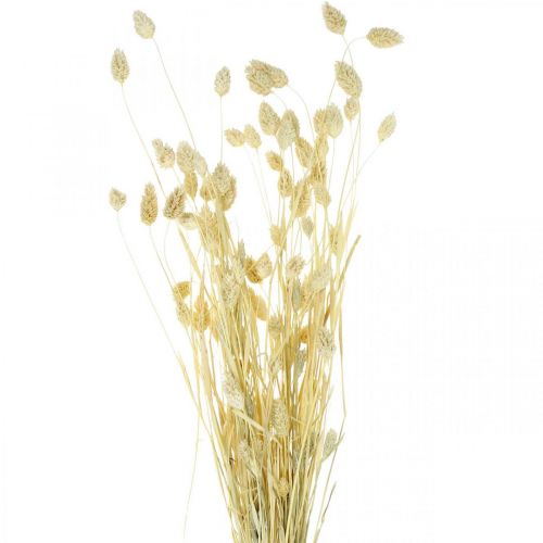 Floristik24 Grama Phalaris, ramo de flores secas, grama seca brilhante, branqueada L30–60cm 50g