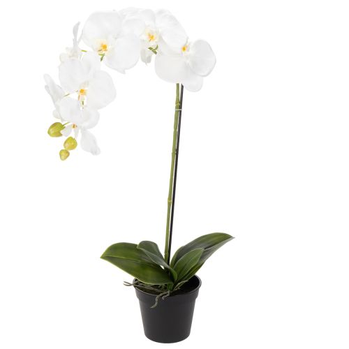 Floristik24 Orquídea artificial, enganosamente realista, para decoração de escritório e sala de estar, 62 cm