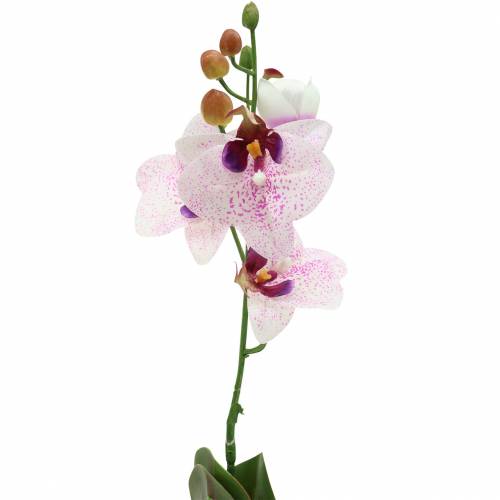 Floristik24.pt Orquídea artificial Phaleanopsis Branco, Roxo 43cm - compre  barato online