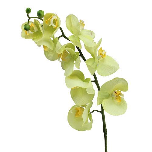 Floristik24.pt Orquídea nobre Phalaenopsis verde 77 cm - compre barato  online