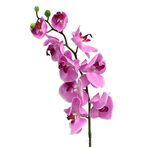 Floristik24 Orquídea Phalaenopsis Rosa 77cm