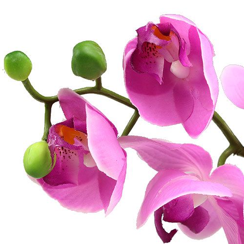 Itens Orquídea Phalaenopsis Rosa 77cm