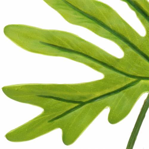 Floristik24 Filodendron Folha Verde 40cm
