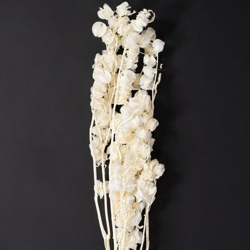 Floristik24 Decoração de flor de lanterna branqueada e seca Physalis Nicandra 75-80cm 100g