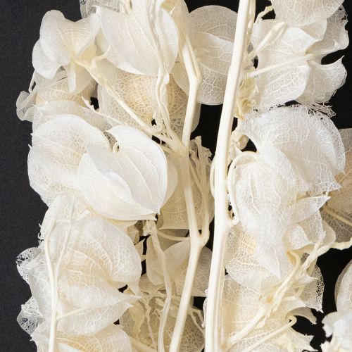 Floristik24 Decoração de flor de lanterna branqueada e seca Physalis Nicandra 75-80cm 100g