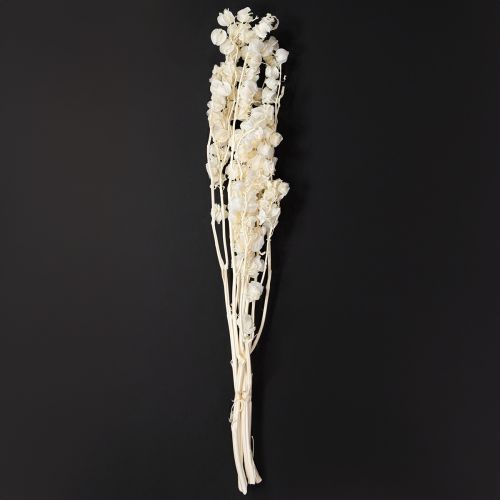 Floristik24 Decoração de flor de lanterna branqueada e seca Physalis Nicandra 75-80cm 100g