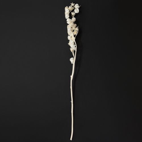 Itens Decoração de flor de lanterna branqueada e seca Physalis Nicandra 75-80cm 100g