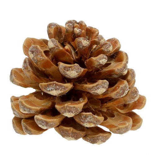 Itens Pinhas Pinus Pinhas creme misturado 5-18cm 25p