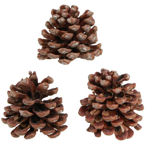 Itens Pinhas naturais grandes pinhas decorativas 8-9cm 3 un