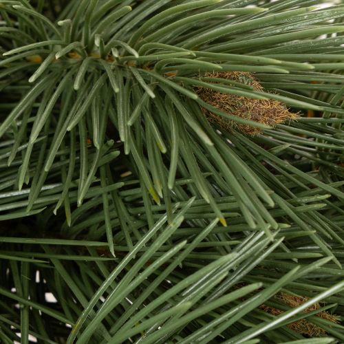 Ramo de pinheiro artificial decorativo, 55 cm, 3 peças | Floristik24.pt