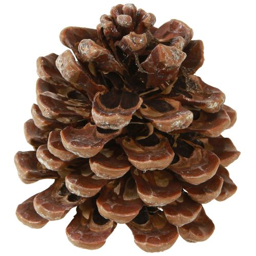 Itens Pinus Pinea Pinhas Médias Naturais 8-10cm 50 un