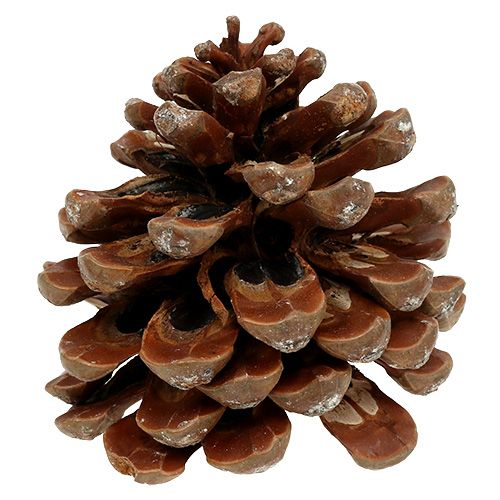 Itens Pinus Pinea médio 10/14cm natural 50p