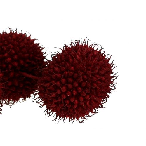 Floristik24 Frutos de plátano secos vermelho escuro 250g