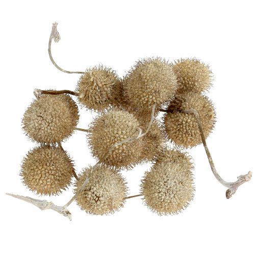 Floristik24 Frutas planas lavadas de branco 250g