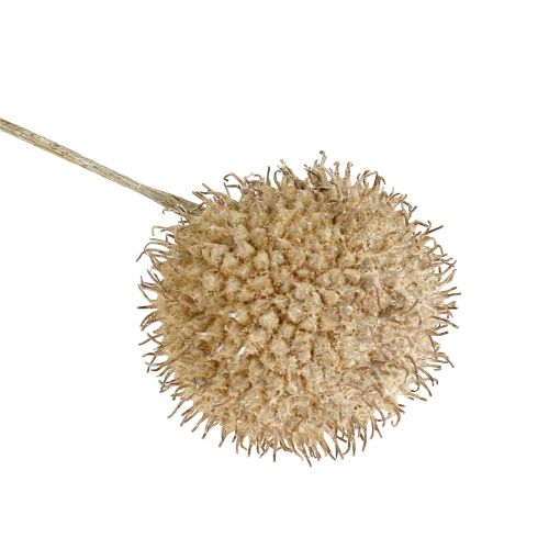 Floristik24 Frutas planas lavadas de branco 250g