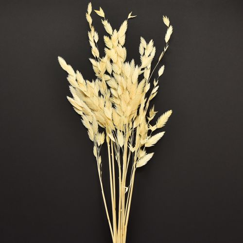 Grama de orelha chata Chasmantium Champagne 70cm 10 unidades