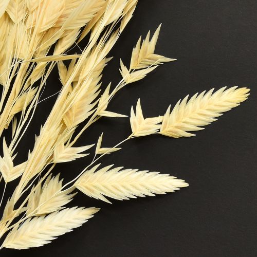 Itens Grama de orelha chata Chasmantium Champagne 70cm 10 unidades