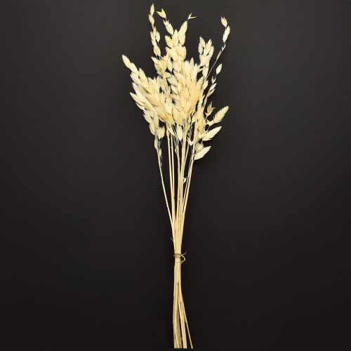 Itens Grama de orelha chata Chasmantium Champagne 70cm 10 unidades
