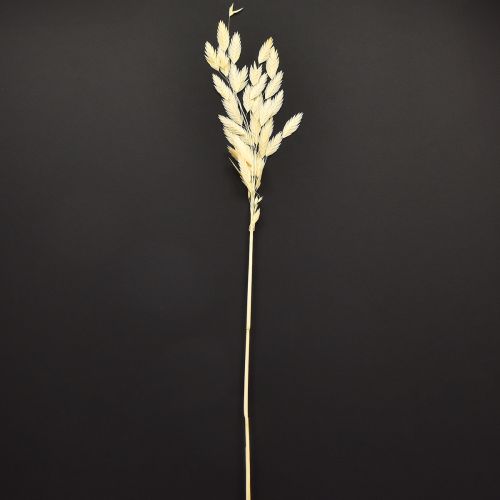 Itens Grama de orelha chata Chasmantium Champagne 70cm 10 unidades