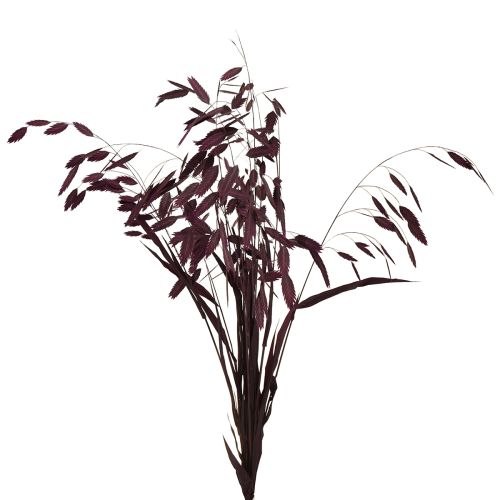 Capim-orelha-chata, capim seco Chasmantium roxo 70cm 10 unidades