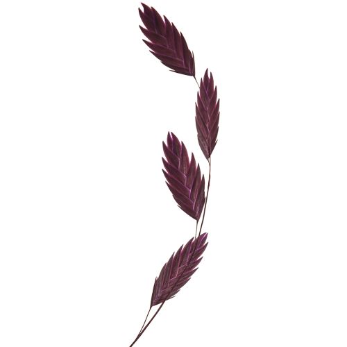 Itens Capim-orelha-chata, capim seco Chasmantium roxo 70cm 10 unidades