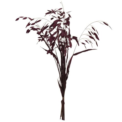 Itens Capim-orelha-chata, capim seco Chasmantium roxo 70cm 10 unidades