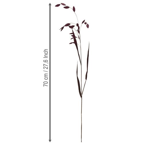 Itens Capim-orelha-chata, capim seco Chasmantium roxo 70cm 10 unidades