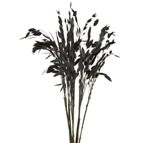 Capim-orelha-chata, capim seco Chasmantium Preto 70cm 10 unidades