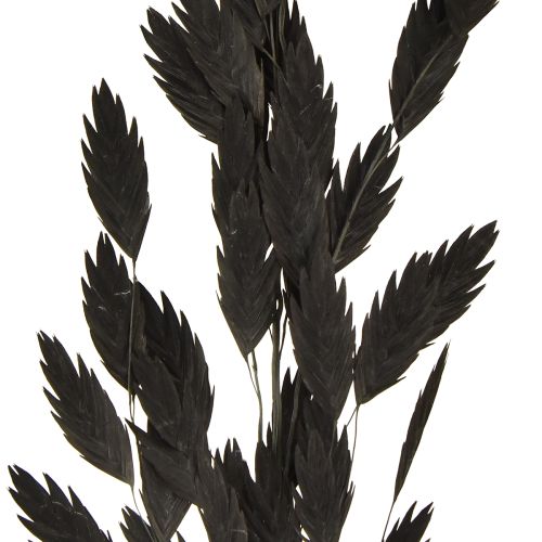 Itens Capim-orelha-chata, capim seco Chasmantium Preto 70cm 10 unidades