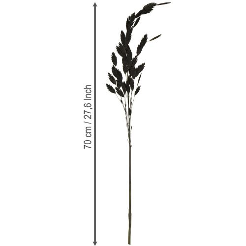 Itens Capim-orelha-chata, capim seco Chasmantium Preto 70cm 10 unidades