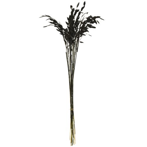 Itens Capim-orelha-chata, capim seco Chasmantium Preto 70cm 10 unidades