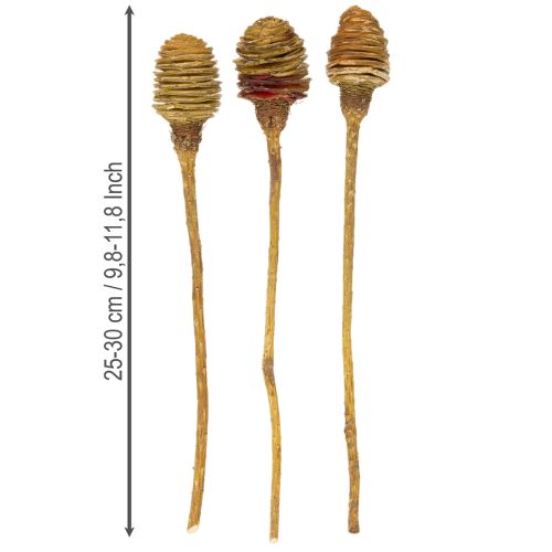 Itens Creme de Platyspermum 1-3, 50 cabeças
