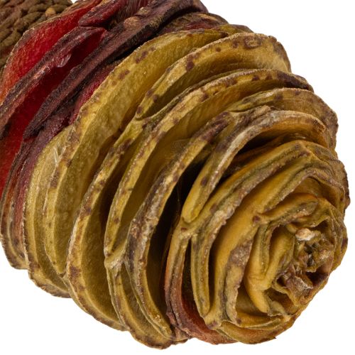 Itens Creme de Platyspermum 1-3, 50 cabeças