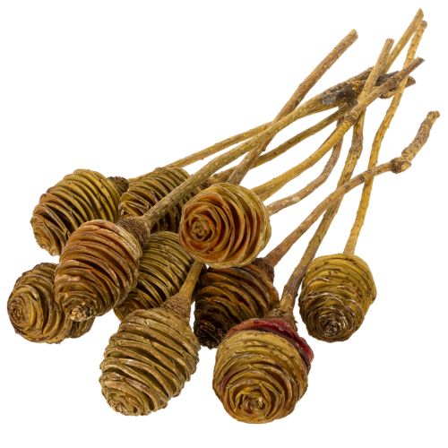 Itens Creme de Platyspermum 1-3, 50 cabeças