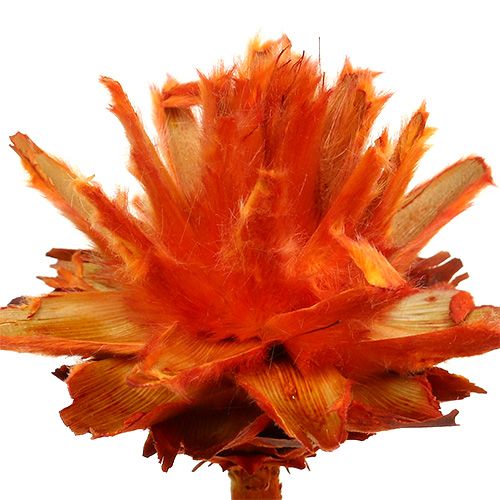 Itens Plumosum 1 Laranja 25 unid.