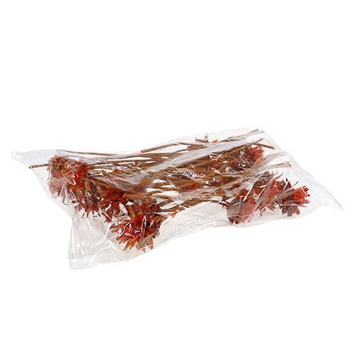 Itens Plumosum 1 Laranja 25 unid.