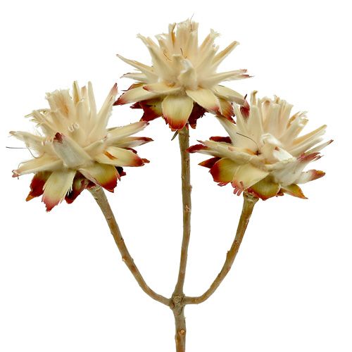Leucospermum 1-3 Mix creme 100 cabeças